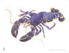 Picture of Barbara Allen Blue Lobster Splashback