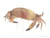 Picture of Barbara Allen Crab Splashback