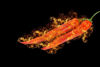 Picture of Chillies on Fire 2 Splashback