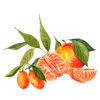 Picture of Watercolour oranges and tangerines Splashback