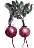 Picture of Red beets Splashback