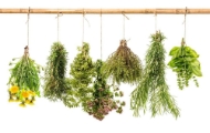 Picture of Herbs Hanging Splashback