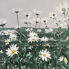 Daisies