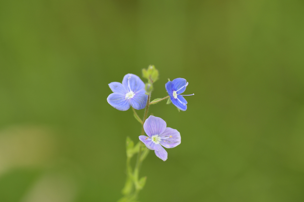 Picture of Forget me not
