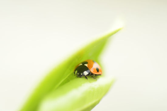 Picture of The Lady